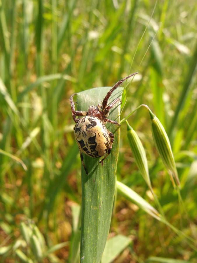 Larinioides sp.